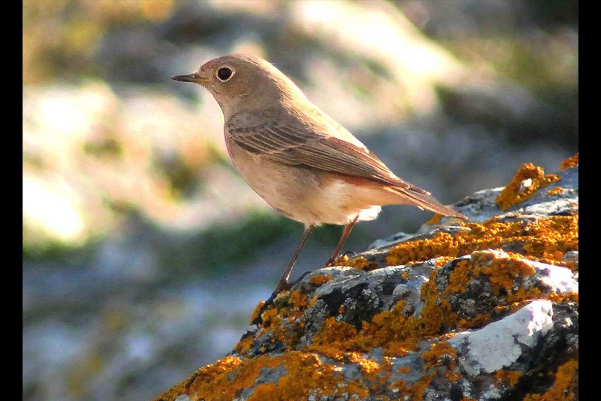 Phoenicurus ochruros