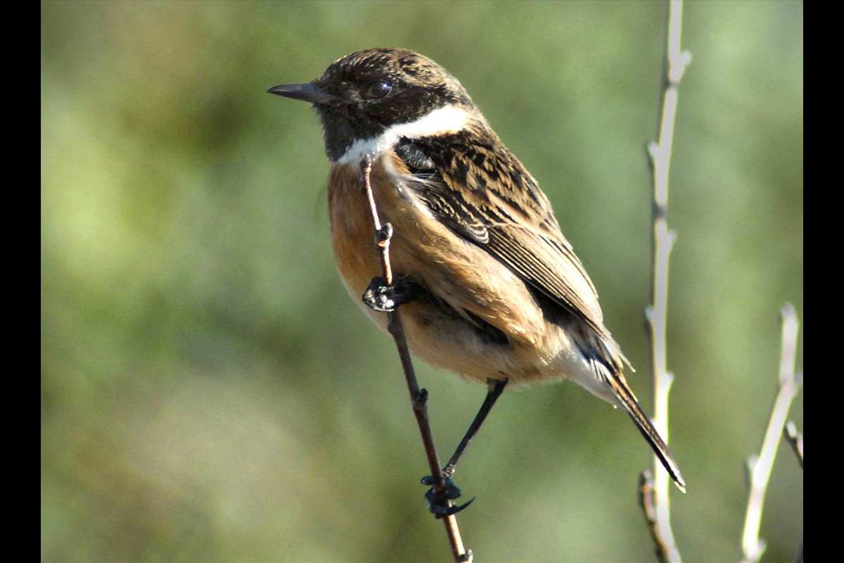 Saxicola torquata