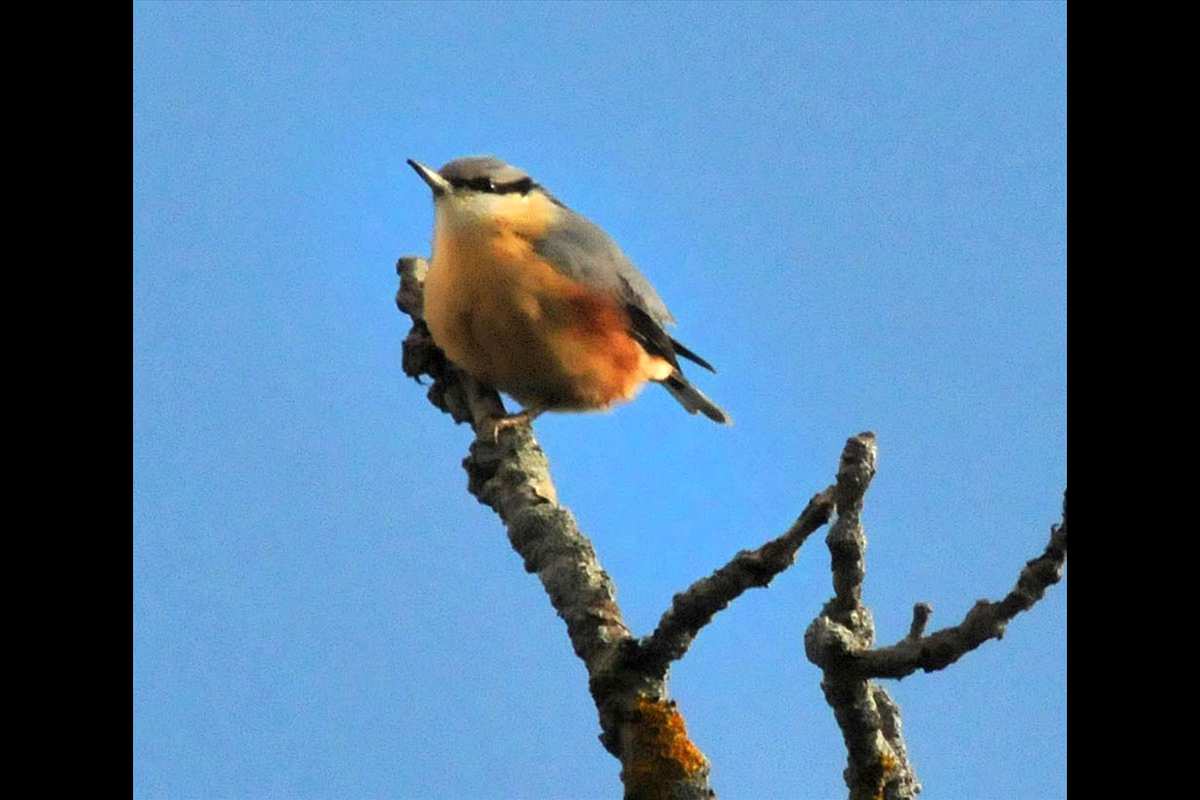 Sitta europaea