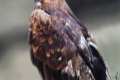 Aquila chrysaetos