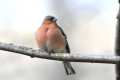 Fringilla coelebs