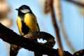 Parus major