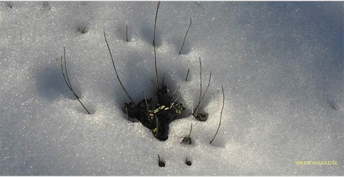 alfaguara-nieve115
