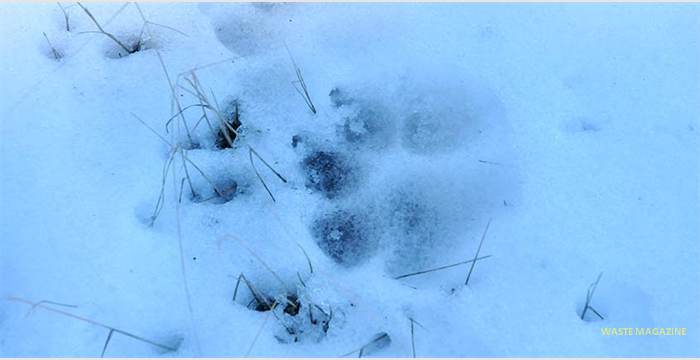 huellas-nieve119