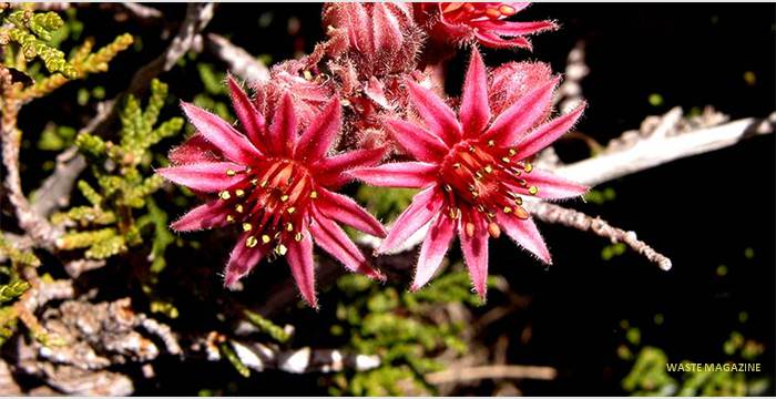 sempervivumminutum14
