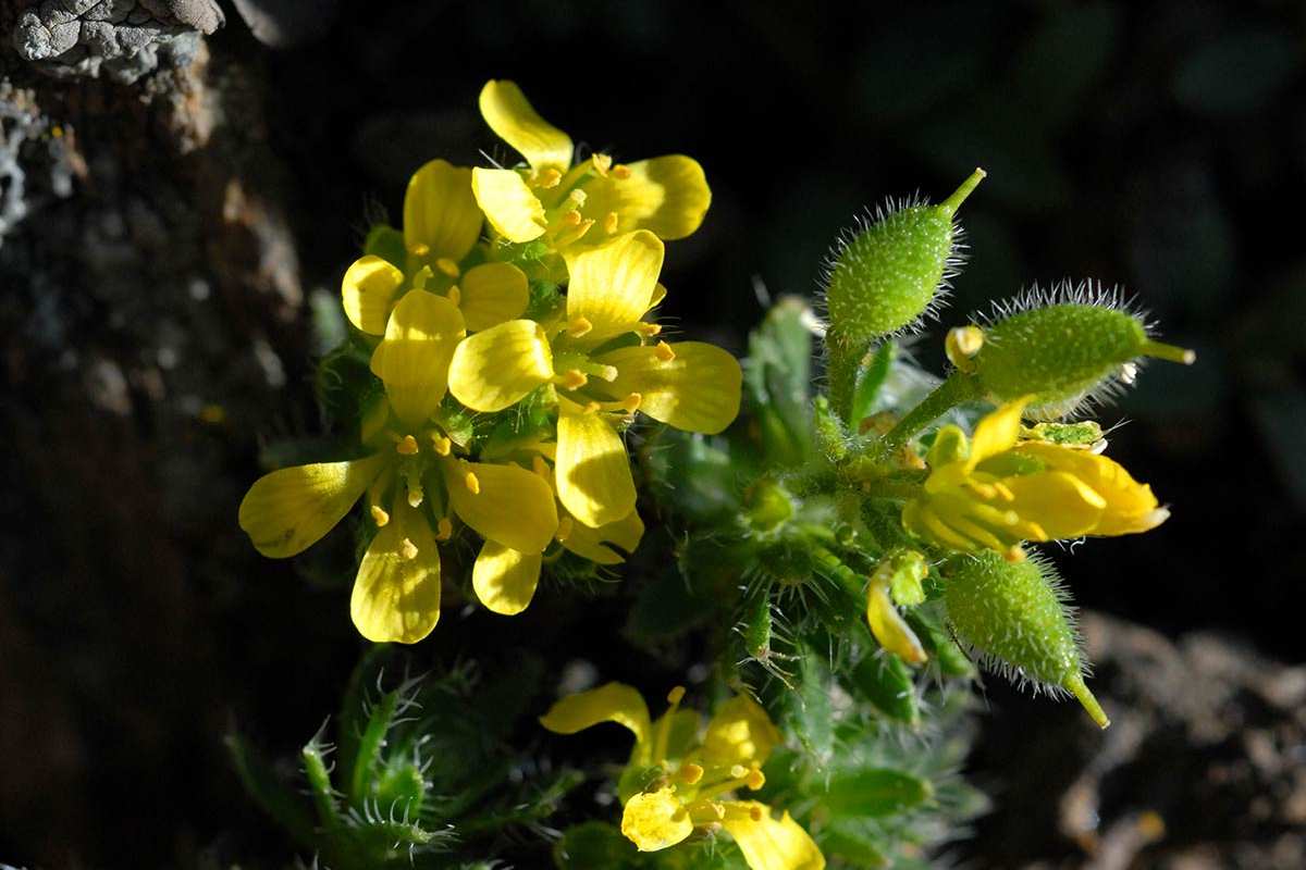 Draba hispanic aladeroi