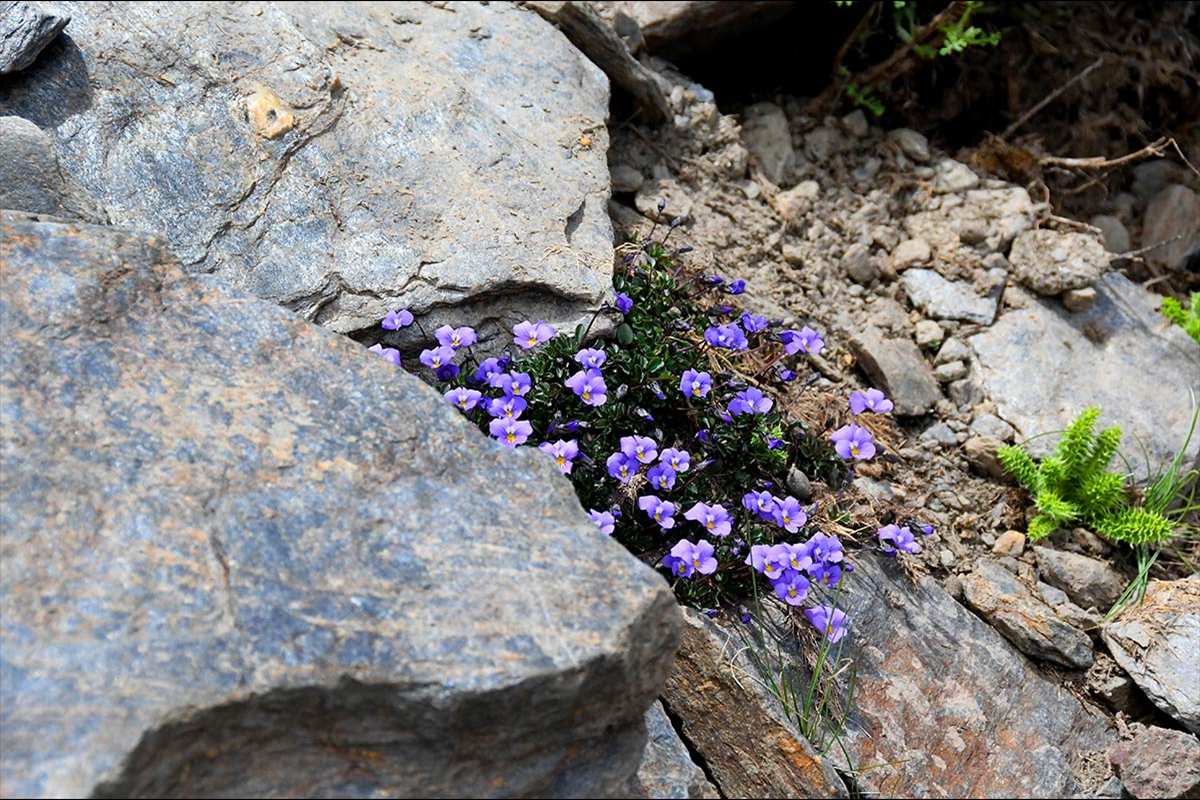 Viola crassiuscula