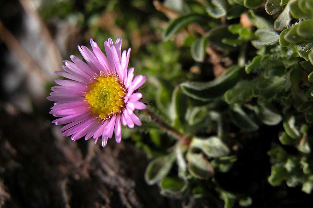 Erigeron frigidus