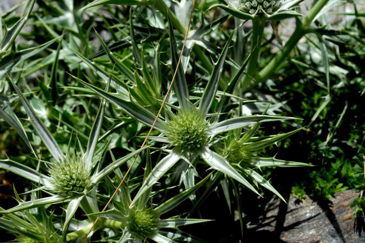 Eryngium glaciale
