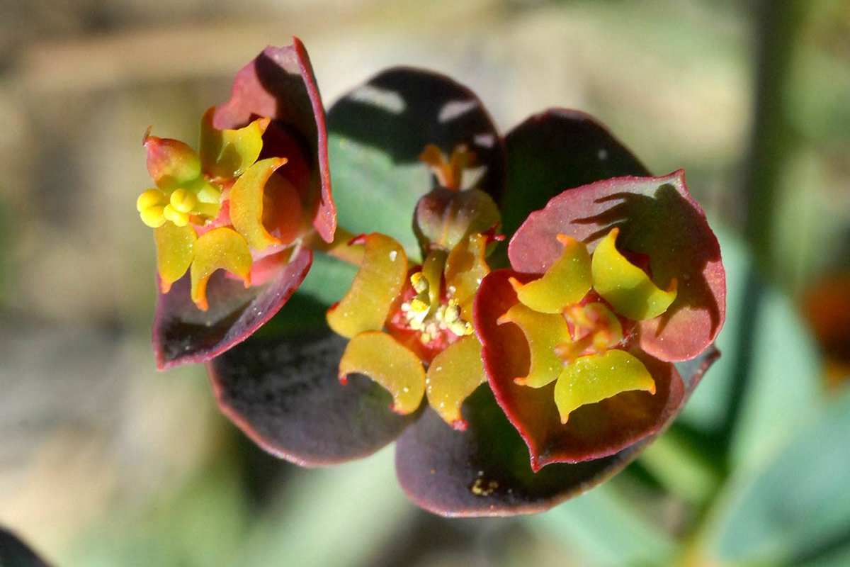 Euphorbia nevadensis