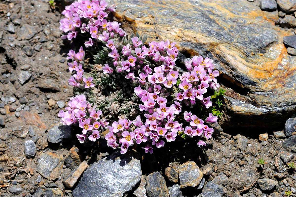 Nevadensia purpurea