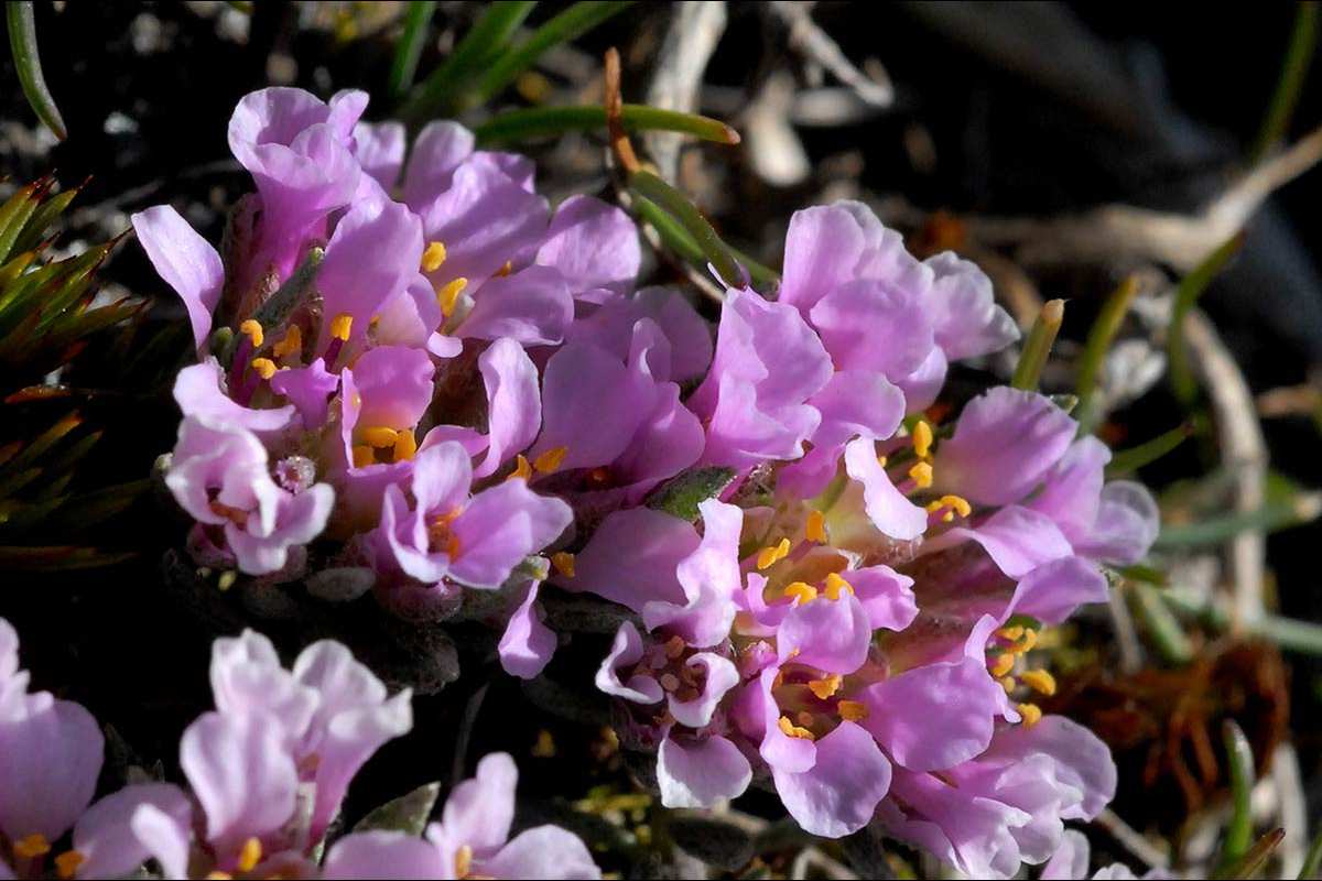 Nevadensia purpurea