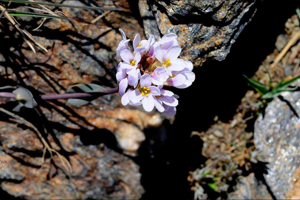 Noccaea nevadensis 