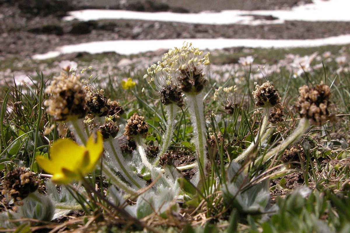 Plantago nivalis