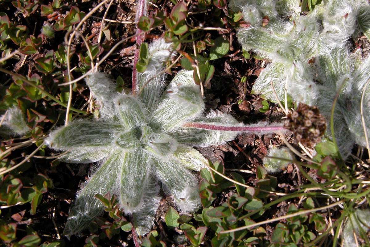 Plantago nivalis