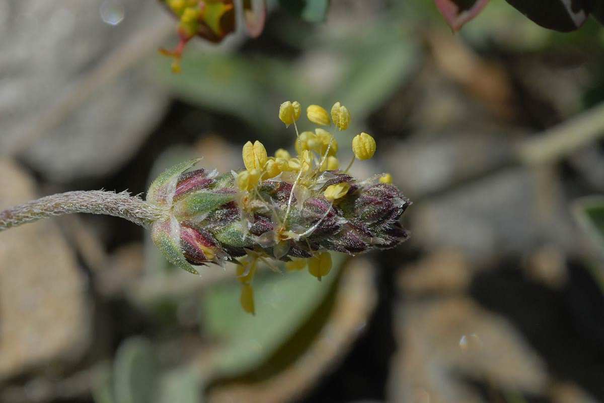 Plantago radicata granatensis