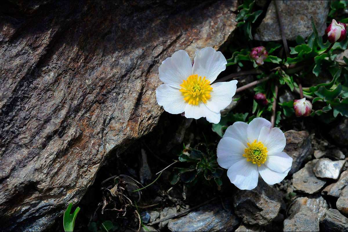 Ranunculus acetosellifolius