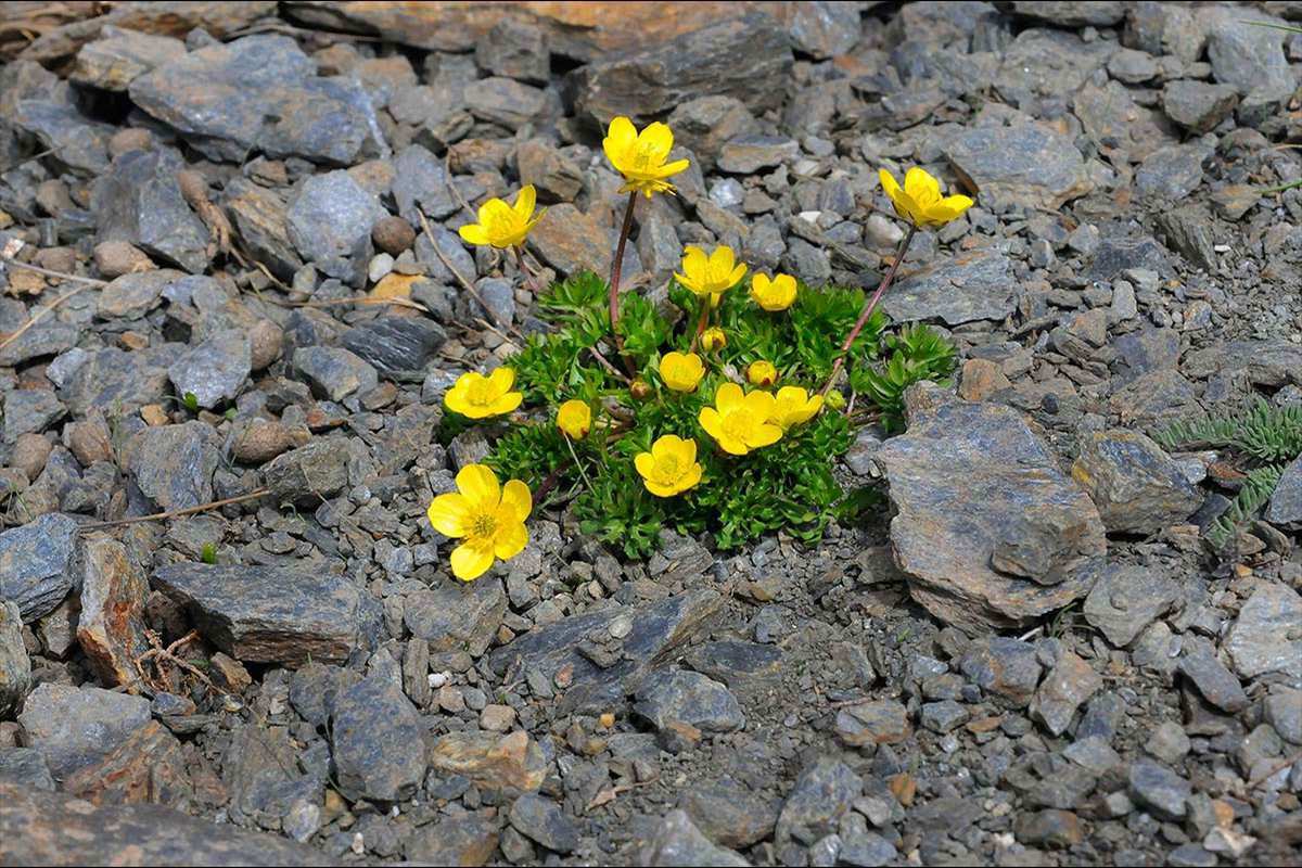 Ranunculus demissus