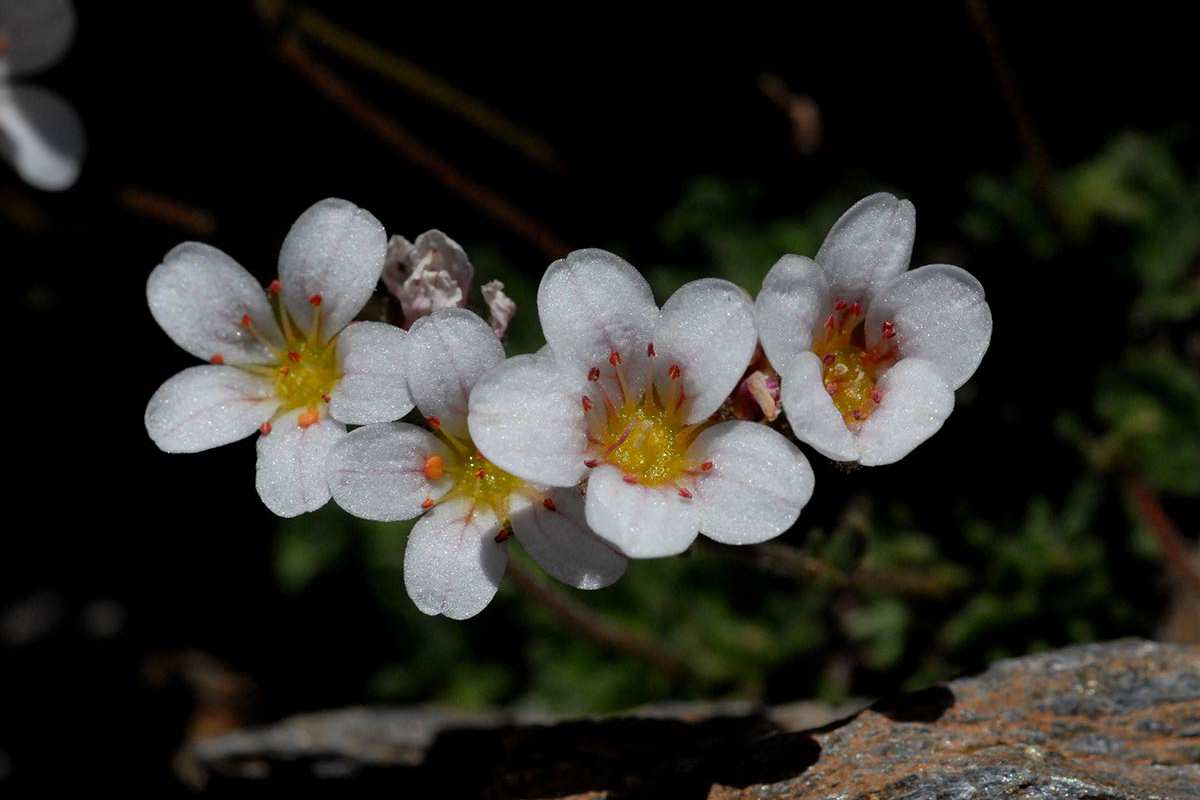 Saxifraga nevadensis