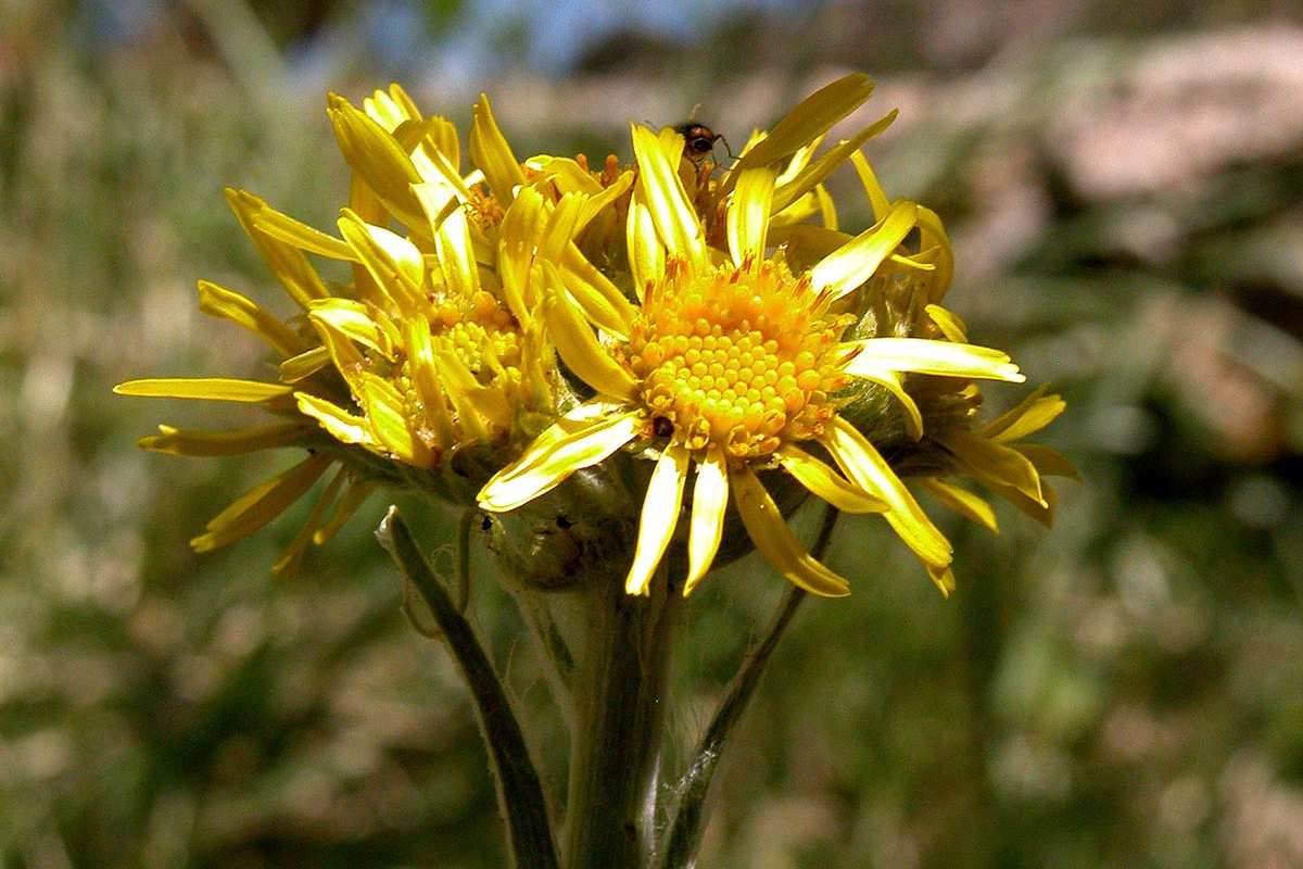 Senecio elodes