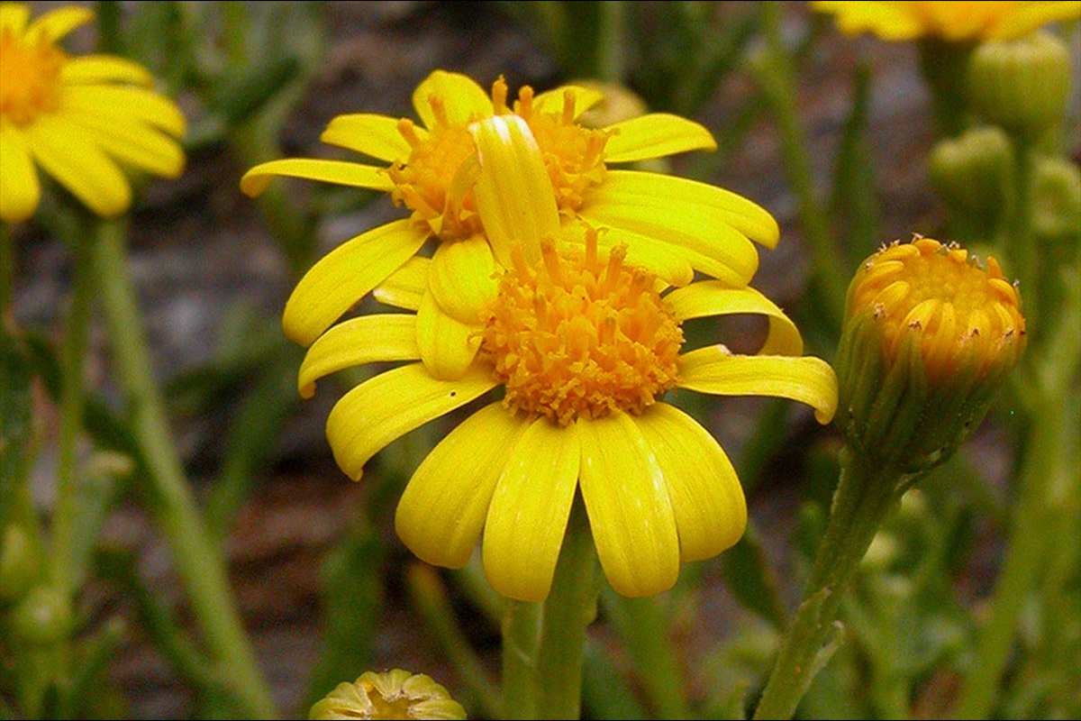 Senecio nevadensis