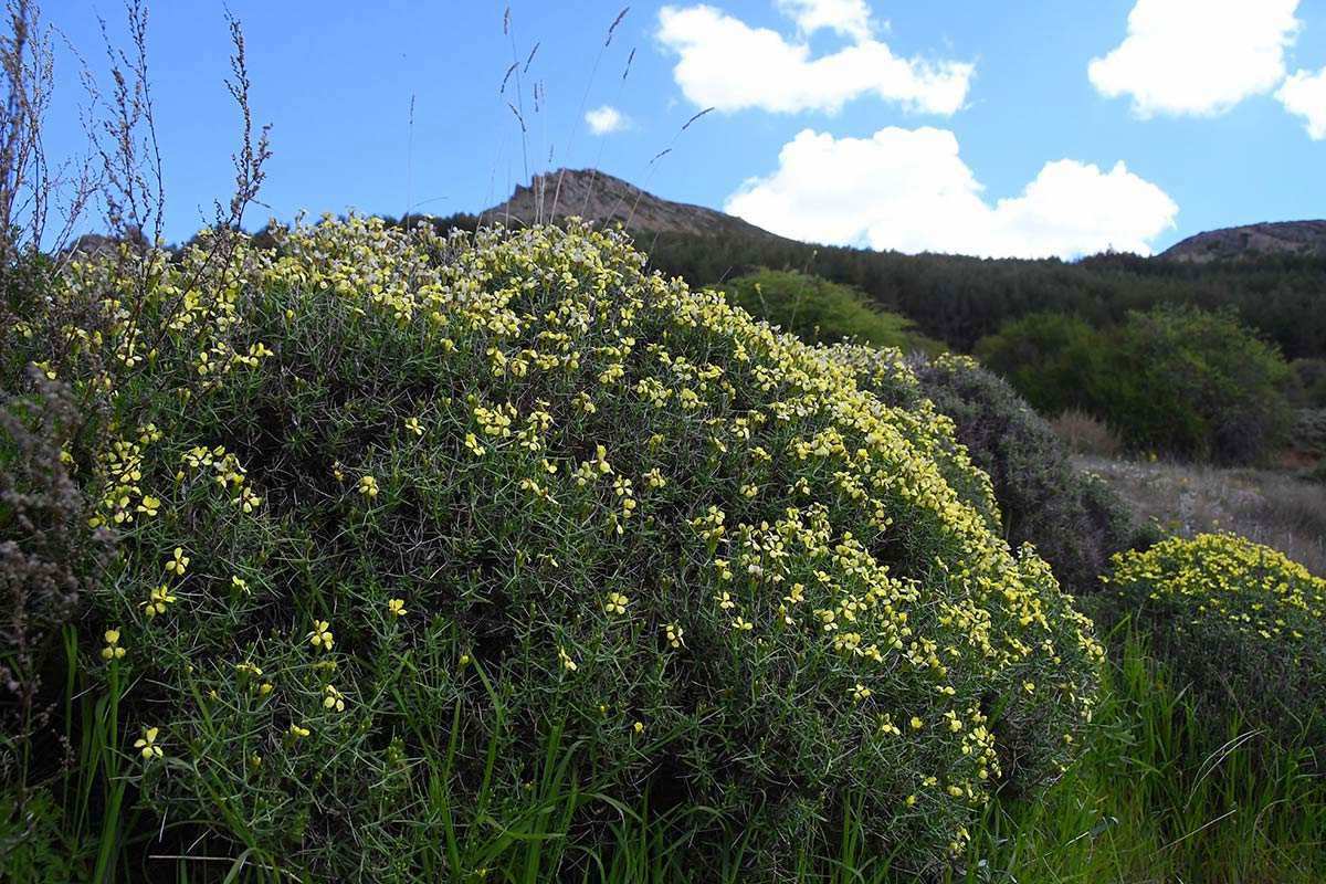 Vella spinosa