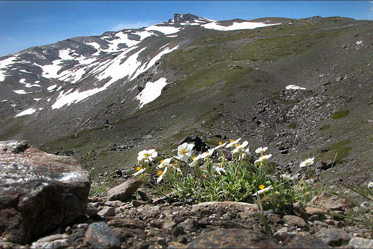 Heliantemum