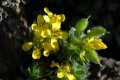 Draba hispanic aladeroi