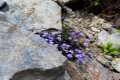 Viola crassiuscula