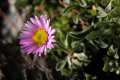 Erigeron frigidus