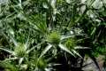 Eryngium glaciale