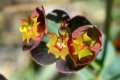 Euphorbia nevadensis