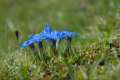 Gentiana sierrae