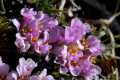 Nevadensia purpurea