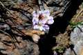 Noccaea nevadensis 