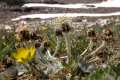 Plantago nivalis