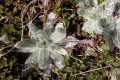 Plantago nivalis