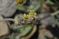 Plantago radicata granatensis