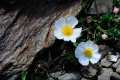 Ranunculus acetosellifolius