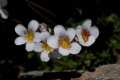 Saxifraga nevadensis