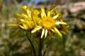 Senecio elodes
