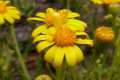 Senecio nevadensis