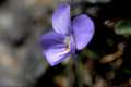 Viola crassiuscula