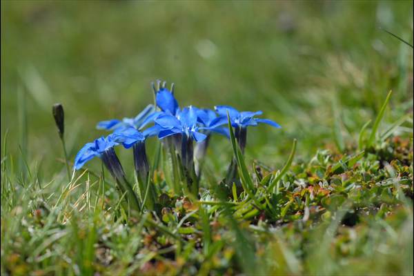 Gentiana sierrae