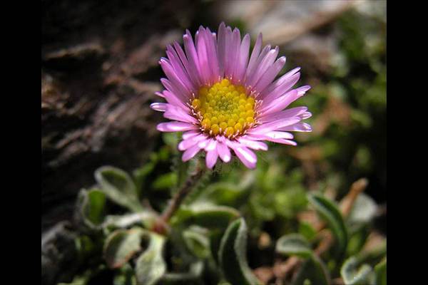 Erigeron frigidus