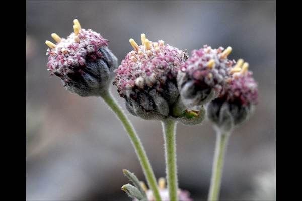 Artemisia granatensis