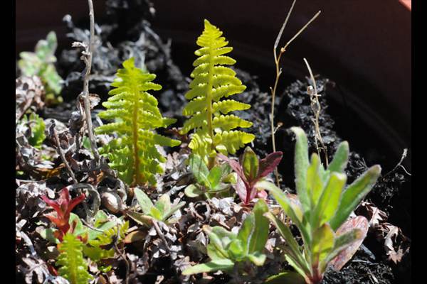 Dryopteris tyrrhena