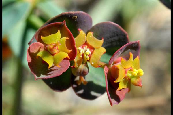 Euphorbia nevadensis