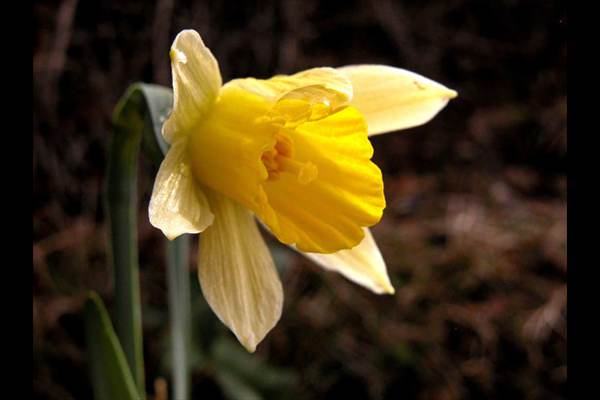 Narcissus nevadensis