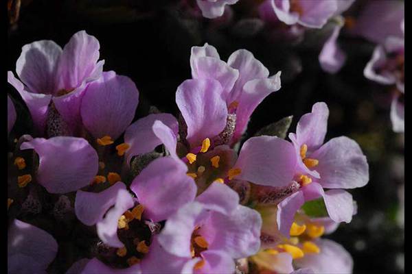 Nevadensia purpurea